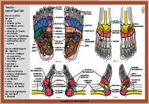 Zones réflexologie du pied